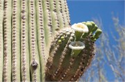 Tucson 2557